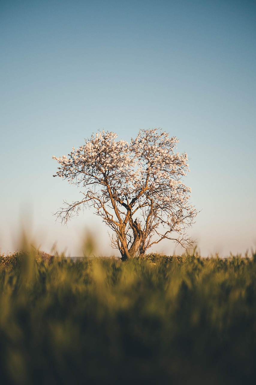 tree, cherry, field, horizon, nature, spring, landscape, tree, nature, nature, nature, nature, nature, spring, spring