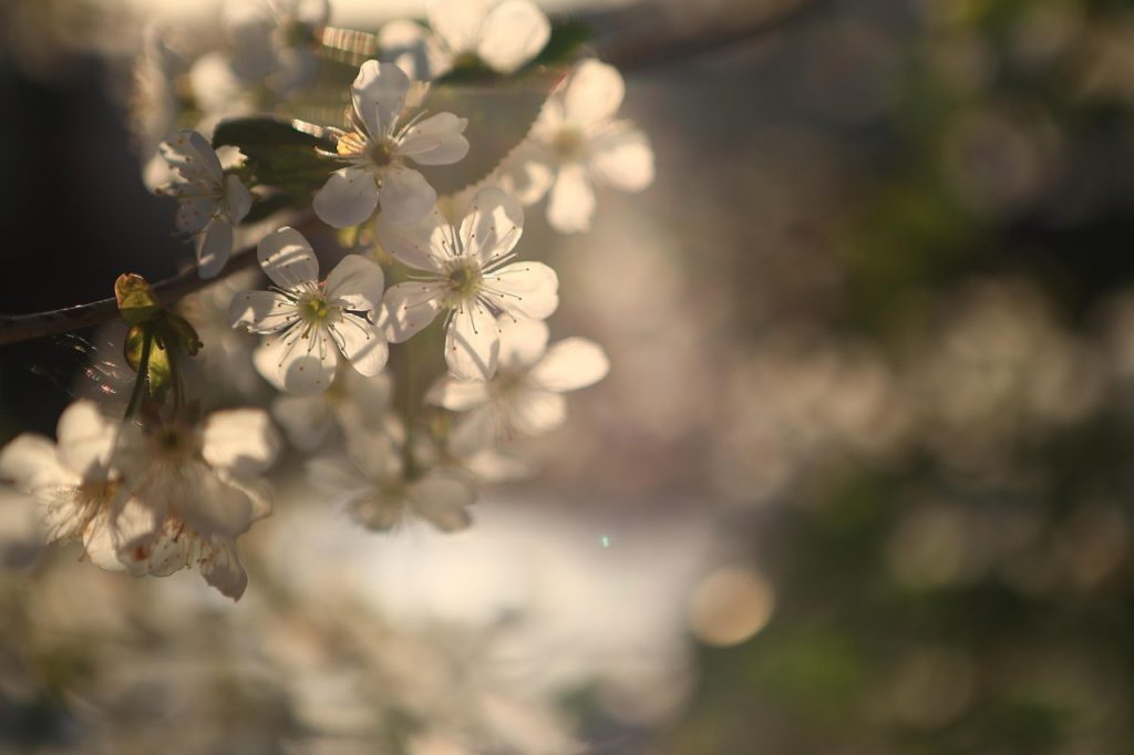 kirschblute, nature, blumen, bokeh, garden, flora, botanist, natur, frühling, blue